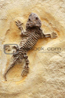 Ancient Lizard Fossil