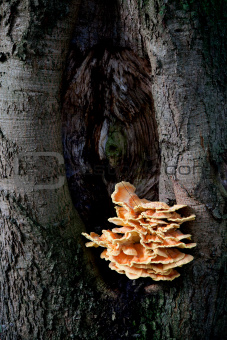 sulfur fungus on beech tree