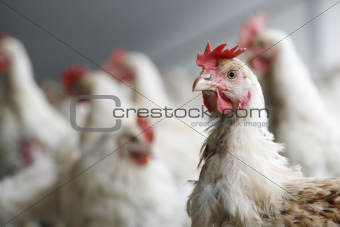 kip in een druk kippenhok