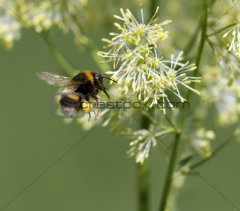 Bumblebee In Flight