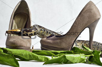 Snake and High Heels