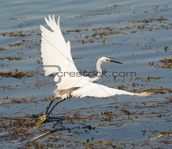 Little egret flying over reeds