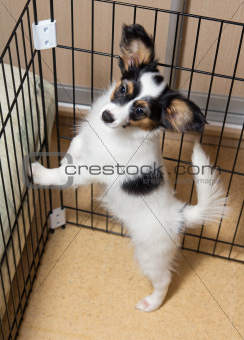 Puppy papillon in cage