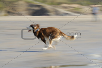 Husky Dog Running Fast on Beach.