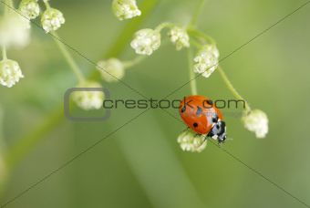 Macro Ladybird Climbing on Foliage.