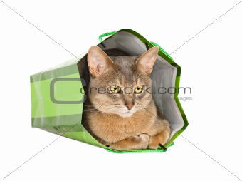 Abyssinian cat in green bag isolated on white