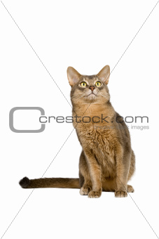Abyssinian cat intently looking up 