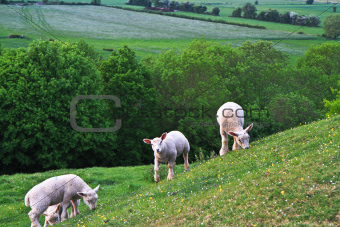 Lambs on the hill at Burrow Mump in Somerset