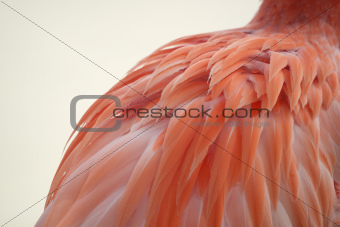 Flamingo's Feathered Back