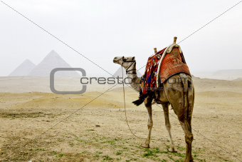 a camel and the pyramids of giza