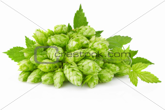 hop with green leaf and twig