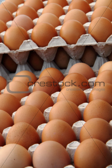 fresh eggs 