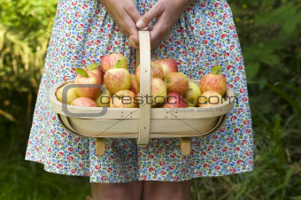 woman with fresh apples in a wooden trug