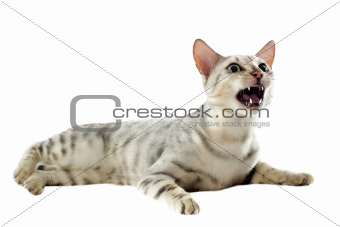aggressive bengal cat
