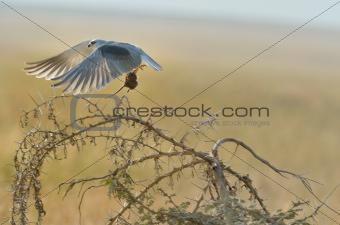 Black-shouldered Kite catching the mouse