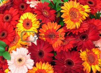 Vibrant Colorful Daisy Gerbera Flowers