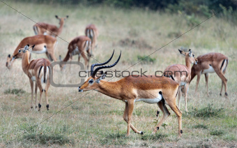 Gerenuk with his family