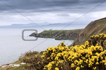 Yellow flowers and the lighthouse - Ireland