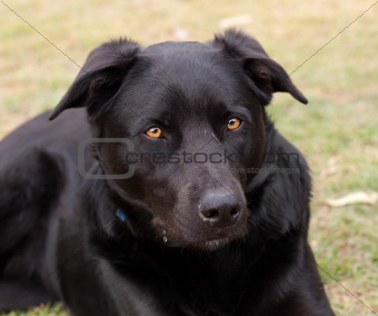 Australian working dog black kelpie pure breed
