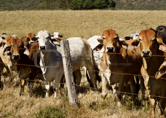 Australian brahma beef cattle line along a fence