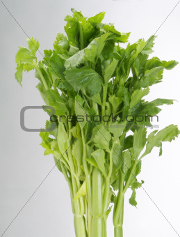 stalk of celery on white background