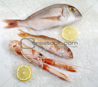 three fresh fish
