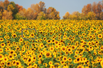Autumn landscape sunflowers field
