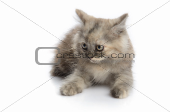 a little persian kitten isolated on white