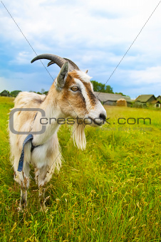 brown and white goat in th field