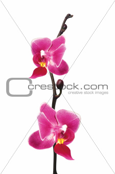 Flower beautiful pink orchid - phalaenopsis isolated over white