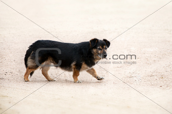 homeless black and brown dog on yellow sand