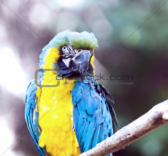 Ara ararauna parrot - portrait