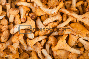 Fresh chanterelle mushrooms 