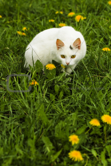 white cat_1