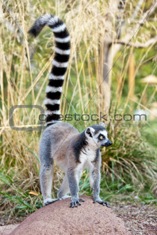 Lemur of Madagascar