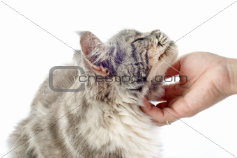 affectionate maine coon cat