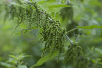A Stinging nettle -Urtica dioica,  loaded with seeds