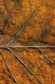 Autumn color leaf textures and details background. 