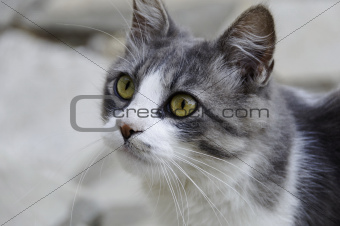 White and grey cat