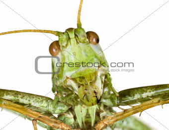 Grasshopper Head