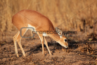 Steenbok antelope