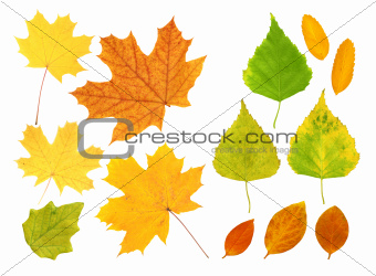 Leafs of birch, maple and barberry