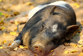 pig laying on the ground