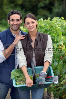 Picking grapes during harvest time