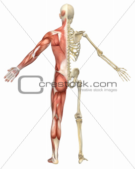 Male Muscular Skeleton Split Rear View