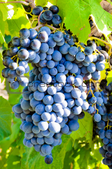 Grapes in vineyard in Balaclava