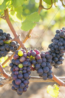 Bunches of Red Wine Grapes Hanging on Grapevine