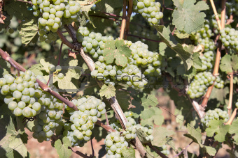 Green Grapes Growing on Grapevines