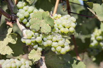Green Grapes Growing on Grapevines Closeup