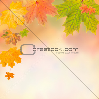 Colorful autumn frame